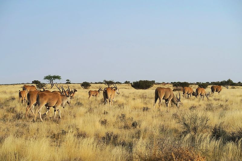 Troupeau d'antilopes - Désert du Kalahari - Namibie