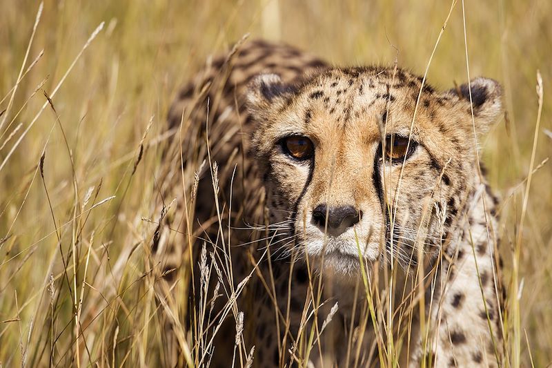 Guépard - Cheetah Conservation Fund - Namibie