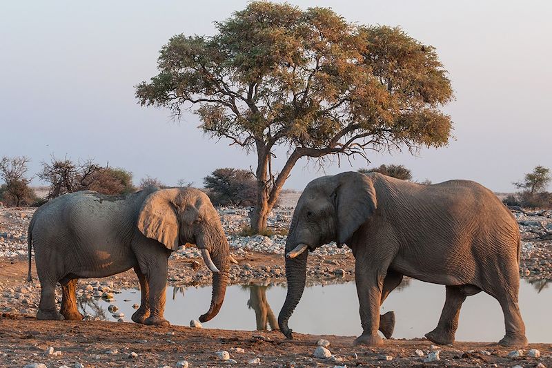 Éléphants s'abreuvant dans le parc national d'Etosha - Namibie