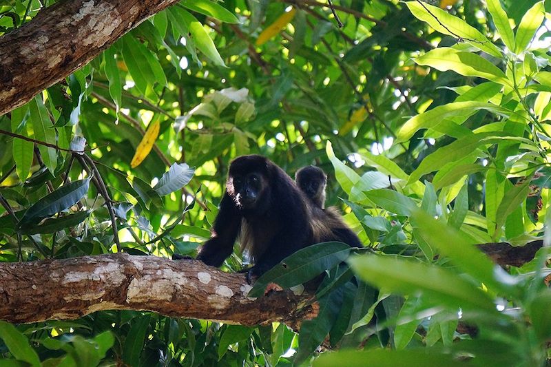 Singes dans les arbres - Maderas - Ile d'Ometepe - Nicaragua 