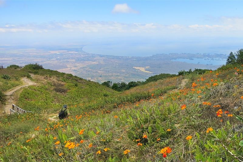Champs d'orchidées sur le volcan Mombacho - Granada - Nicaragua