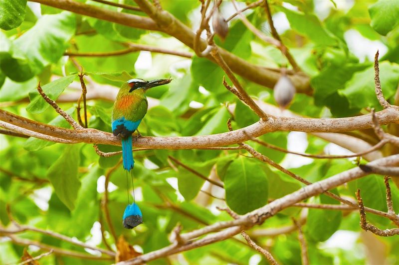 Motmot à sourcils bleus - Nicaragua