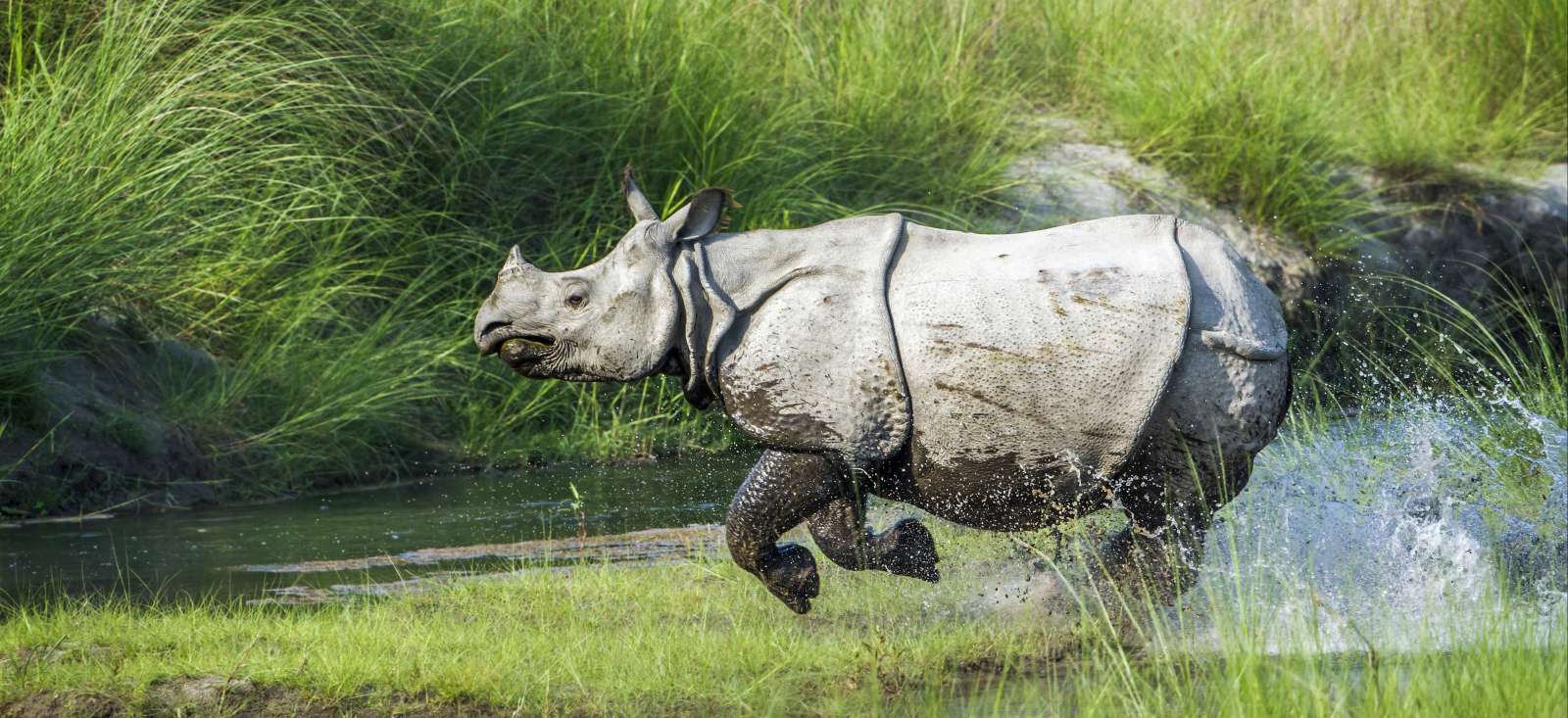 Trek - Petite rando ethnique & safari à Chitwan