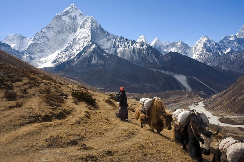 Yaks sur l'Amadablan - Parc national de Sagarmatha - Massif du Khumbu Himal - Himalaya
