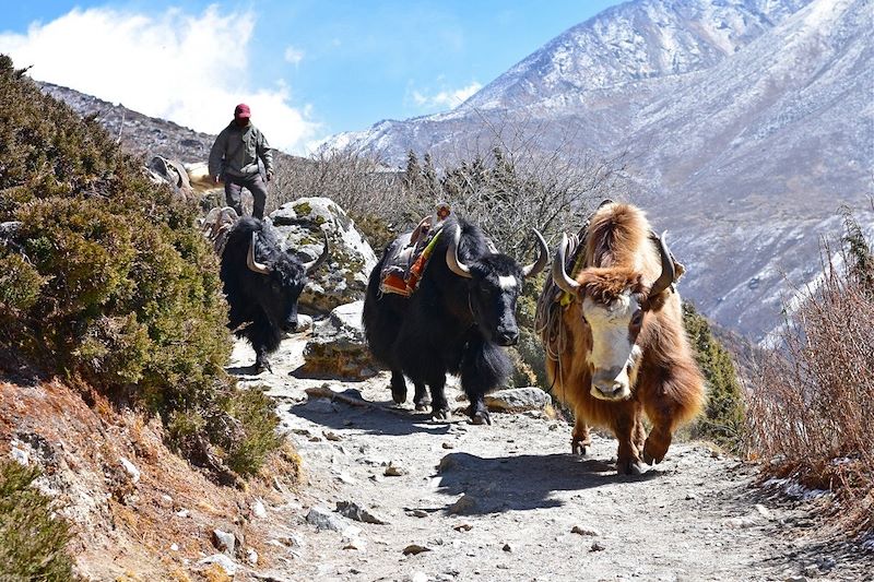 Yaks en direction de l'Everest base camp - Népal