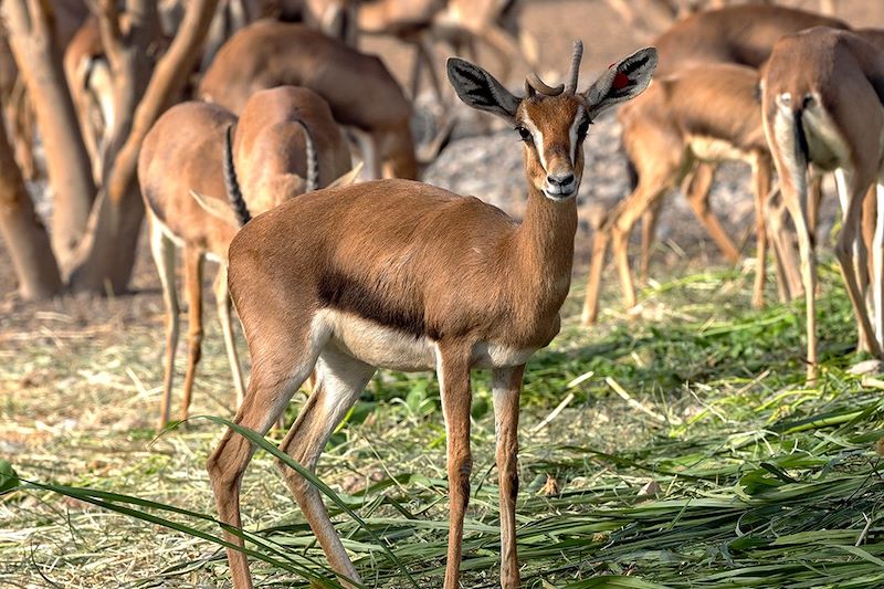 Gazelle d'Arabie au Parc national d'Al Saleel - Sharqiyah - Oman