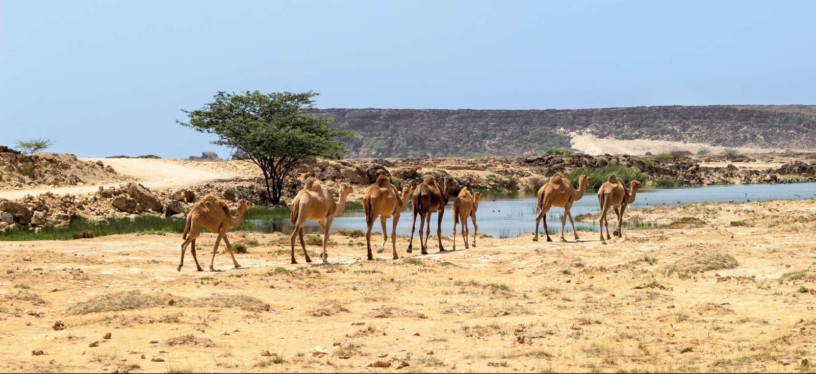 Voyage à pied Oman : Désert de Rub Al Khali et Dhofar (Sud Oman) Voyage à pied : Désert de Rub Al Khali et Dhofar (Sud Oman)