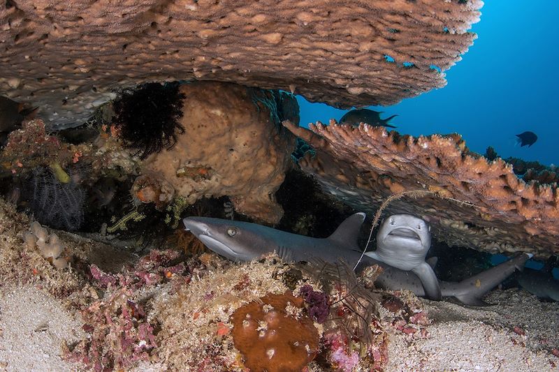 Requin-corails - Panama