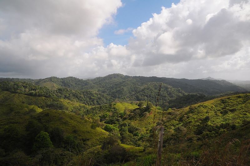 Forêt dans la province de Darién - Panama