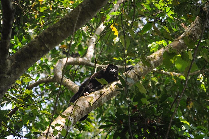 Singe dans la forêt - Panama