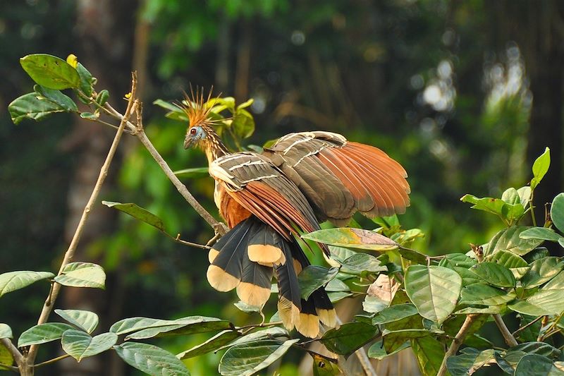 Hoazin huppé dans la réserve nationale de Tambopata - Puerto Maldonado - Pérou