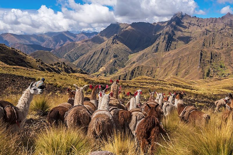 Lamas dans la cordillère des Andes - Région de Cuzco - Pérou