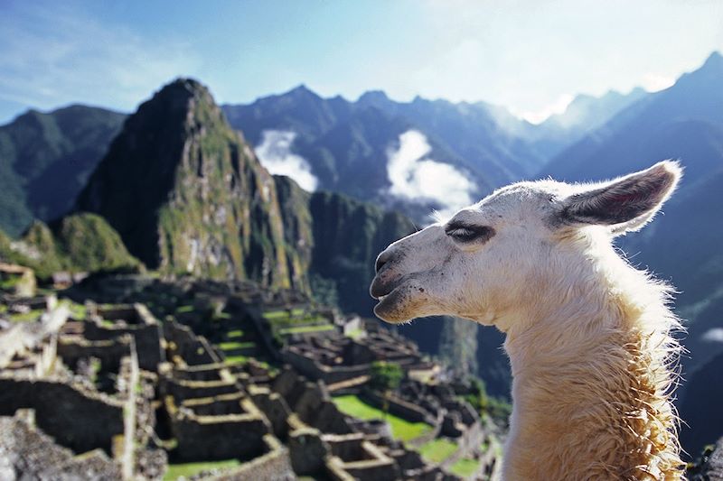 Lama au Machu Picchu - Pérou