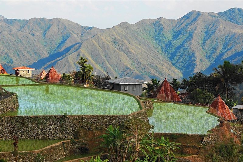 Rizières de Banaue - Province d'Ifugao - Région administrative de la Cordillère - Luçon - Philippines
