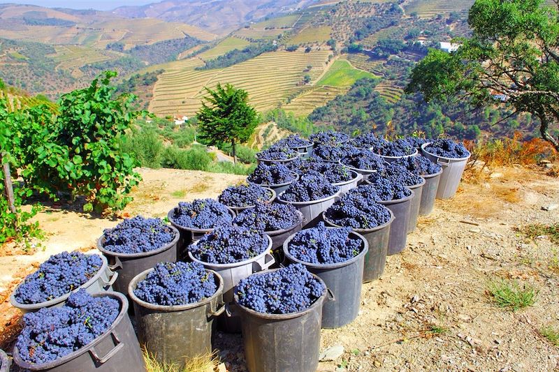 Récolte de raisins - Pinhao - Vallée du Douro - Portugal