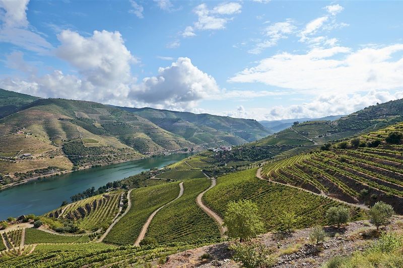 Vignobles dans la vallée du Douro - Portugal