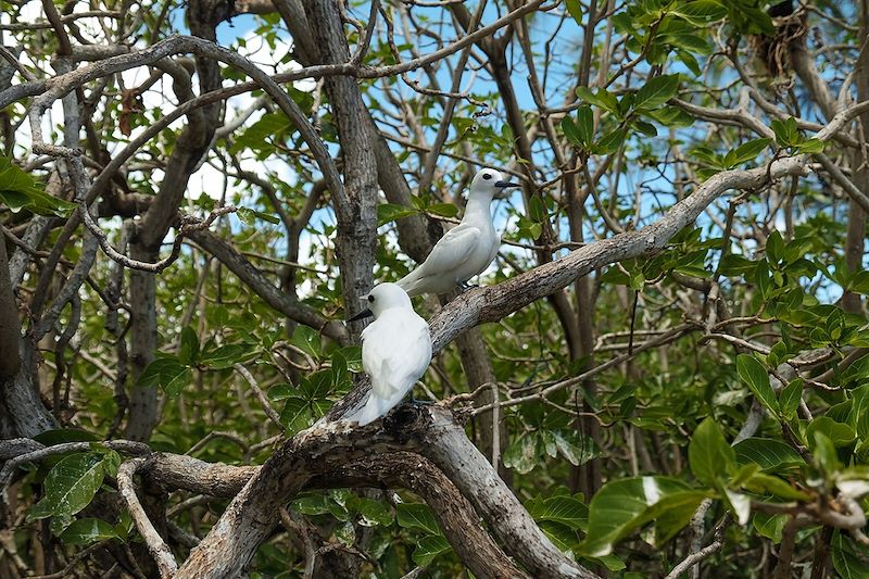 Oiseaux sur l'îlot Coco - Rodrigues