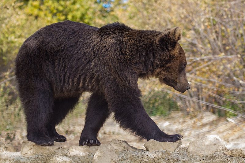 Ours brun dans le sanctuaire de Zarnesti - Carpates - Roumanie