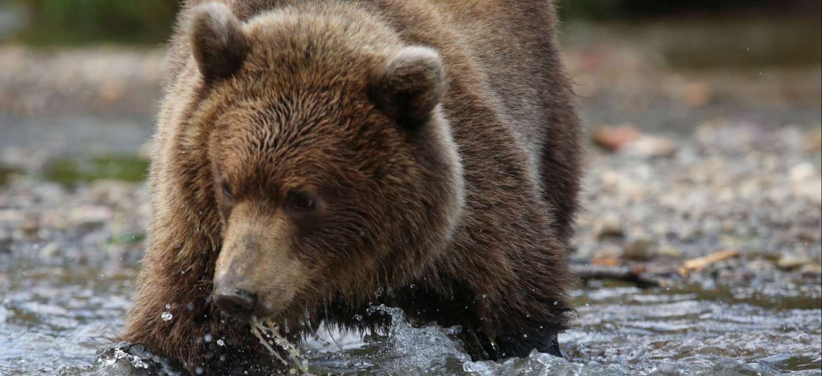 Image Kamtchatka, terre des ours