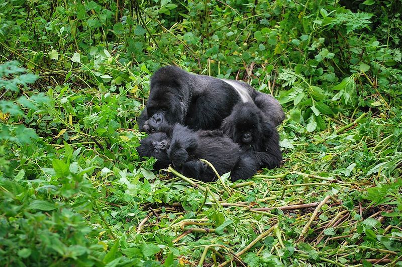 Gorilles à la frontière entre le Rwanda et l'Ouganda