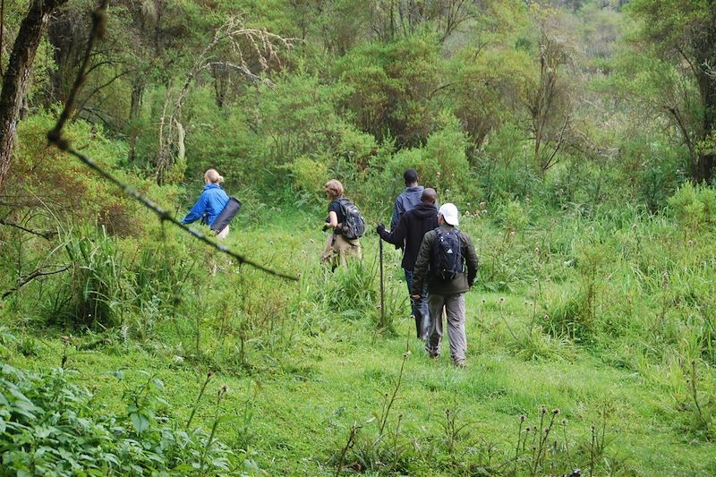 Randonnée guidée à la rencontre des gorille de montagne - Rwanda