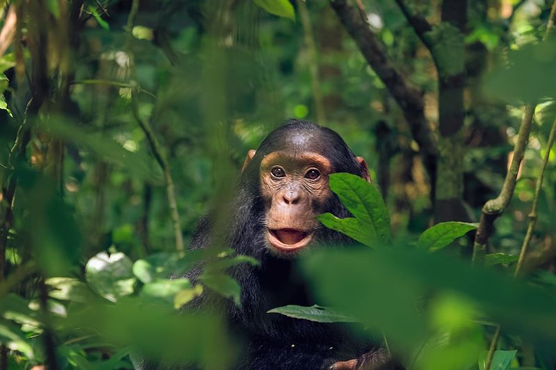Jeune chimpanzé dans le parc national de Kibale - Ouganda