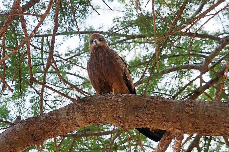 Oiseau dans le Parc National de la Langue de Barbarie - Sénégal
