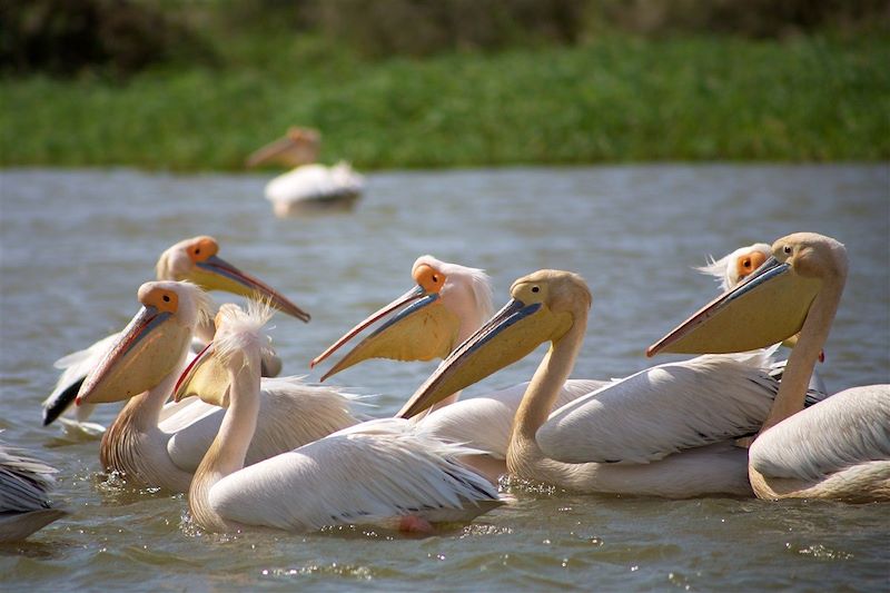 Le parc national des oiseaux du Djoudj - Sénégal