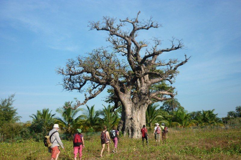 Au royaume des Baobabs Sacrés