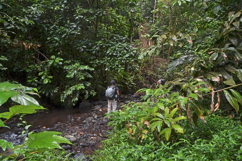 Randonnée entre Poiso Alto et Bom Sucesso - Parc naturel Obo - Sao Tomé-et-Principe