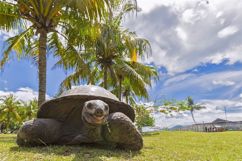 Tortue géante sur l'île de Curieuse - Seychelles