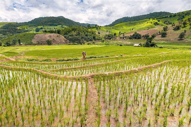 Rizières dans la région de Chiang Rai - Thaïlande