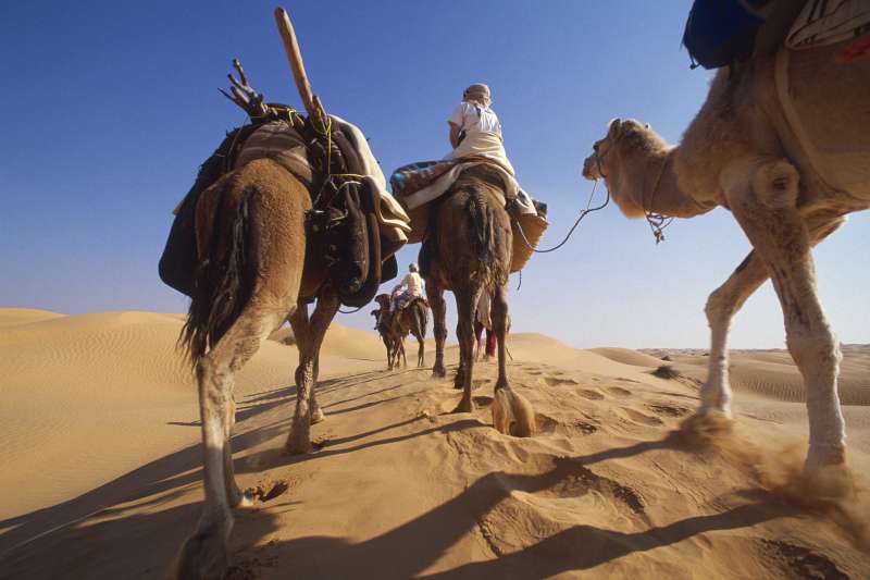 Voyage avec des animaux Tunisie : Sables, roses et oasis ! Voyage avec des animaux : Tunisie : Sables, roses et oasis !