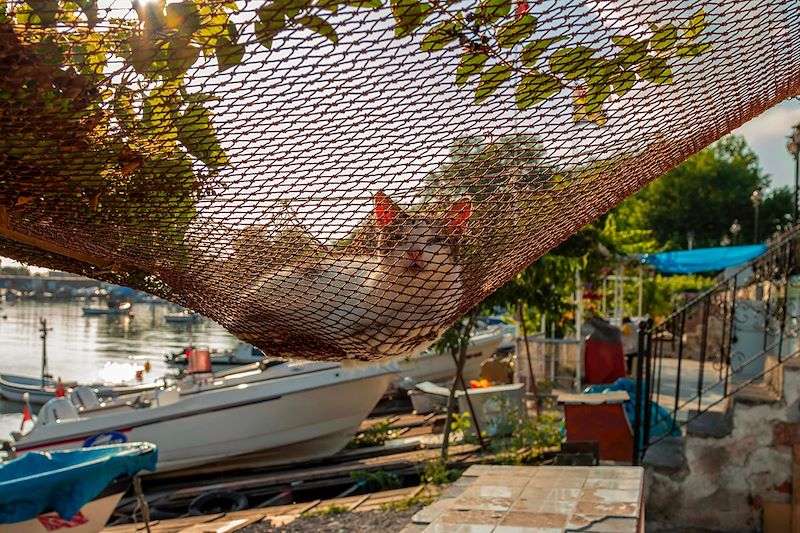 Chat dans un filet de pêche - Zonguldak - Turquie