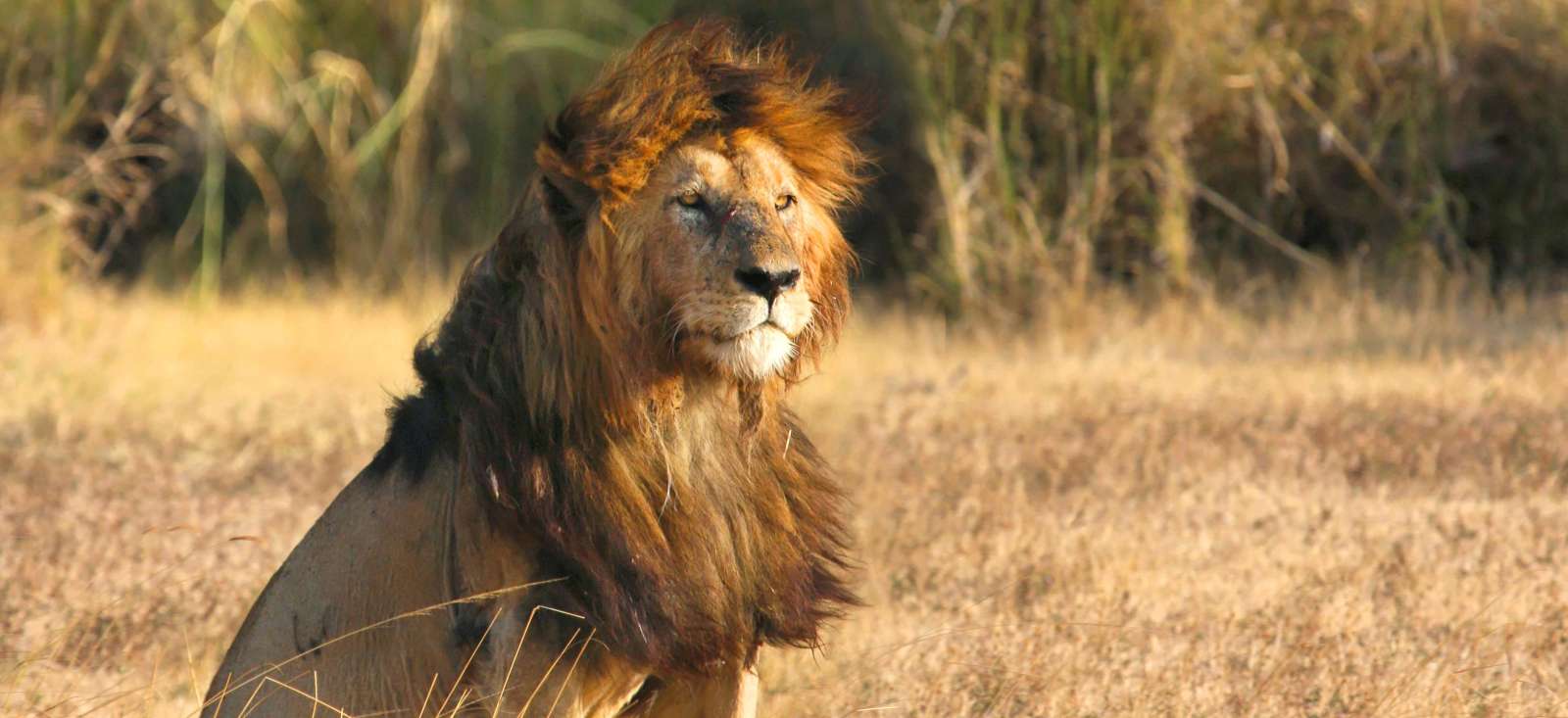 Image Safari des grands parcs