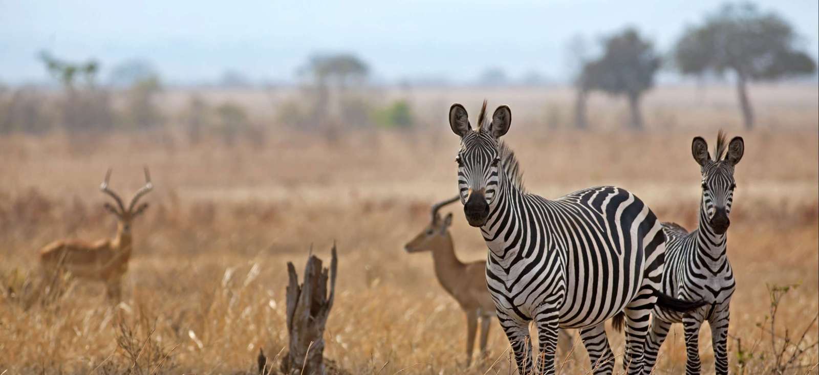 Image Safari dans les plus beaux Parcs du Sud