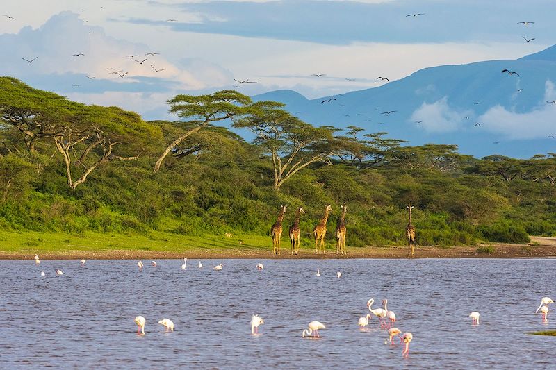 Girafes masaï et flamands roses au lac de Ndutu - Tanzanie