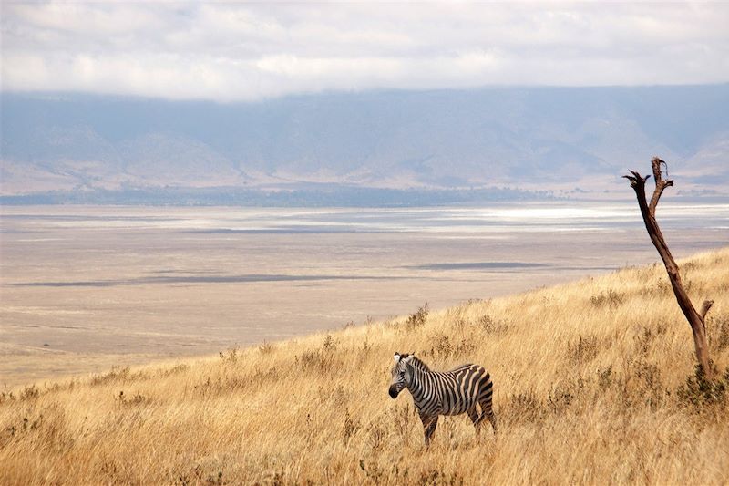 Parc national du Ngorongoro - Région d'Arusha - Tanzanie