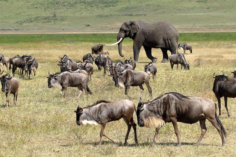 Migration des animaux - Parc du Serengeti - Tanzanie