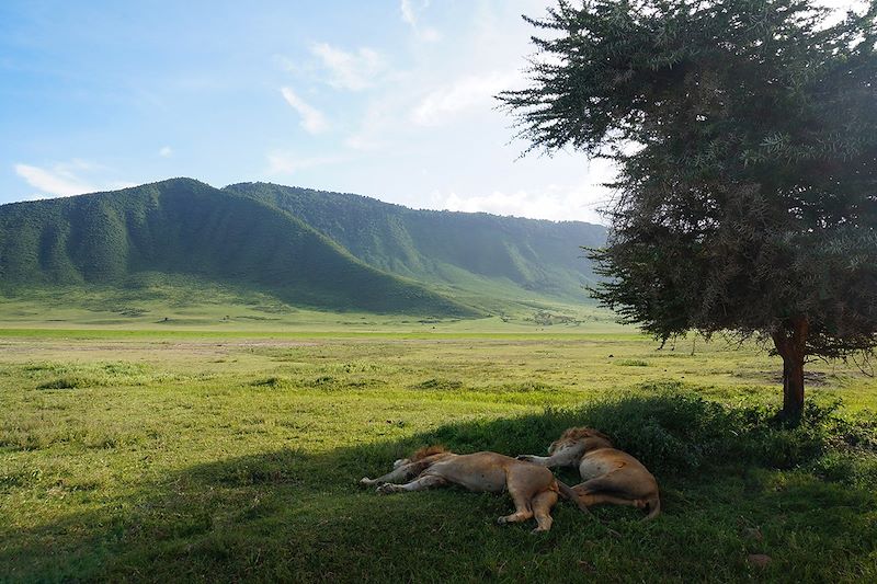 Lions au cratère du Ngorongoro - Tanzanie