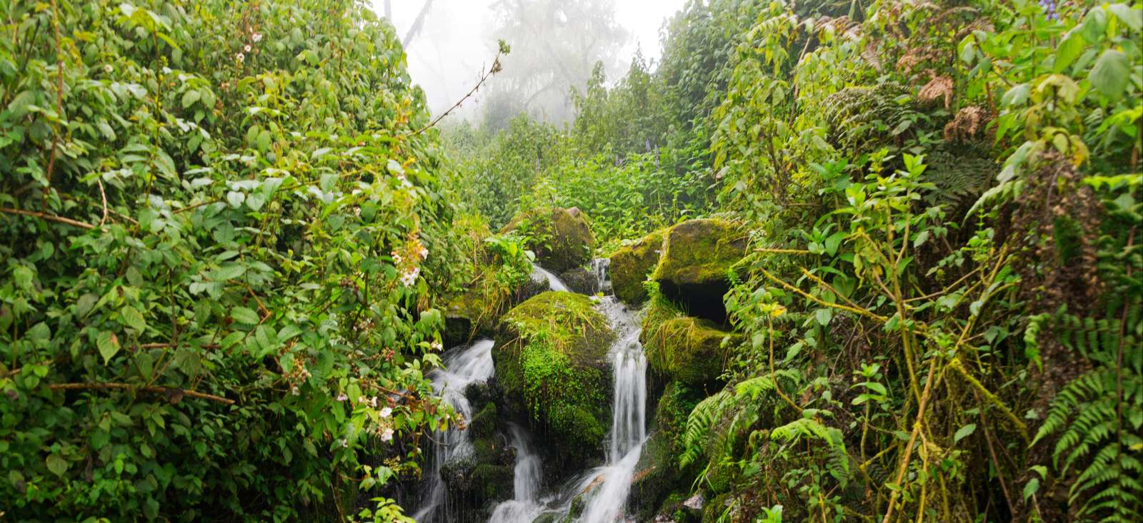 Image Peuple et parcs de la région des grands lacs