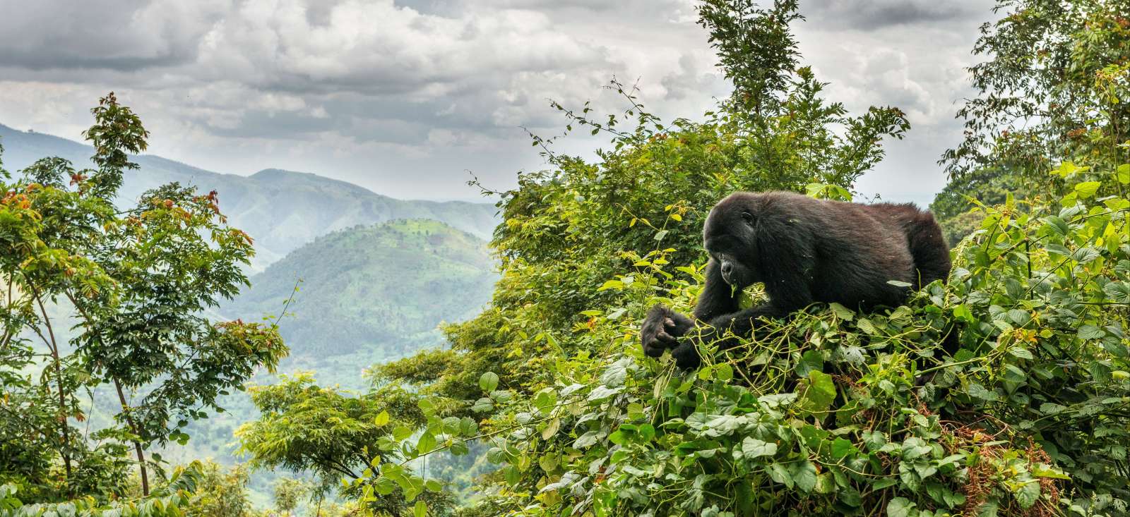 Image Ouganda - Rwanda, sur la piste des gorilles!