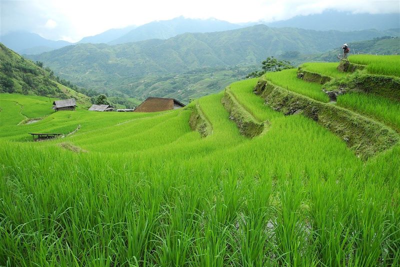 Randonnée dans les rizières - Tonkin - Vietnam