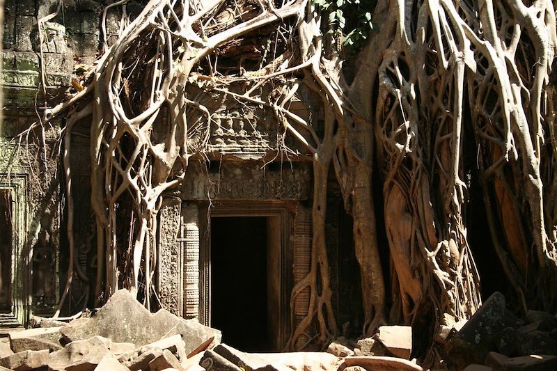 Temple Ta Prohm - Angkor - Cambodge