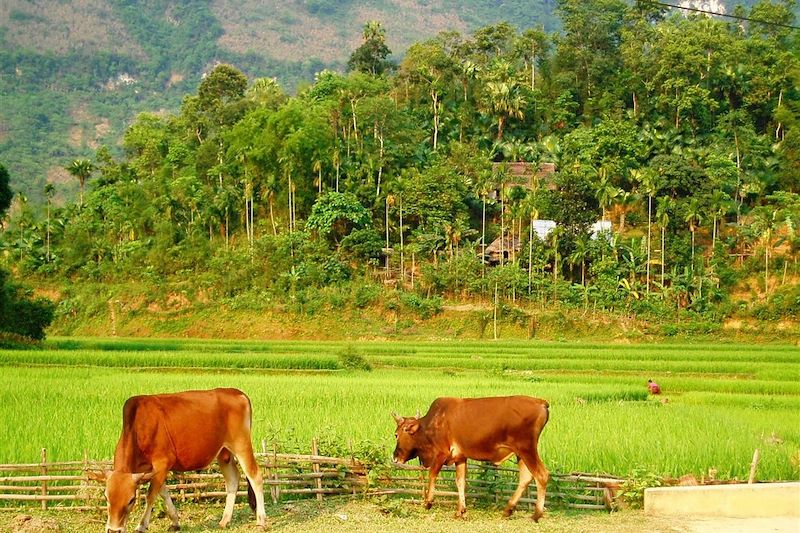 Réserve naturelle de Pu Luong - Province de Thanh Hóa - Vietnam