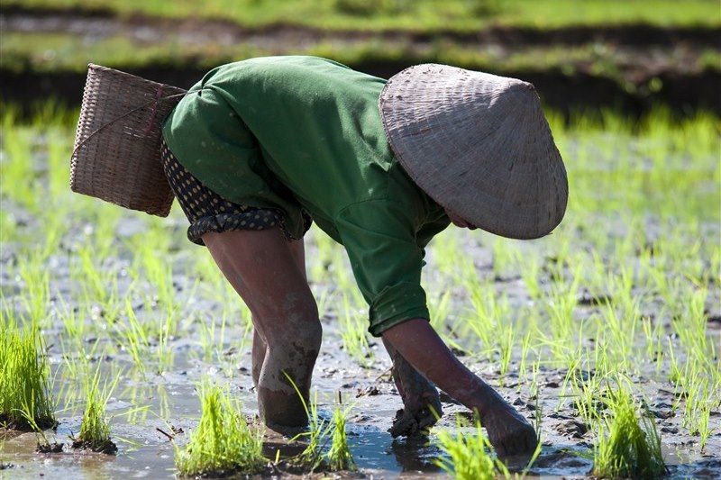 Culture du riz - Vietnam