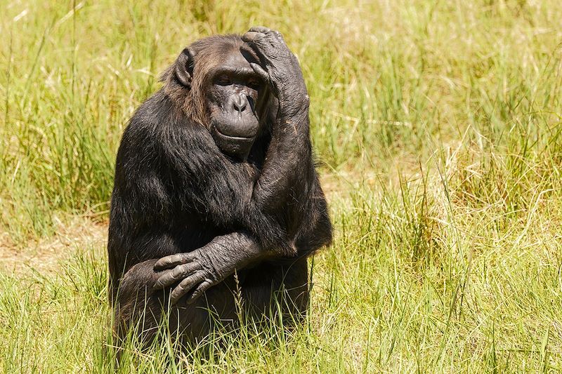 Chimpanzé dans un sanctuaire - Afrique du Sud