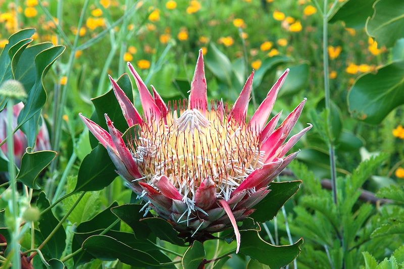 Protea - Jardin botanique de Kirstenbosch - Afrique du Sud