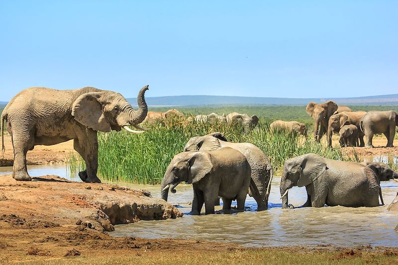 Parc national des Éléphants d'Addo - Afrique du Sud