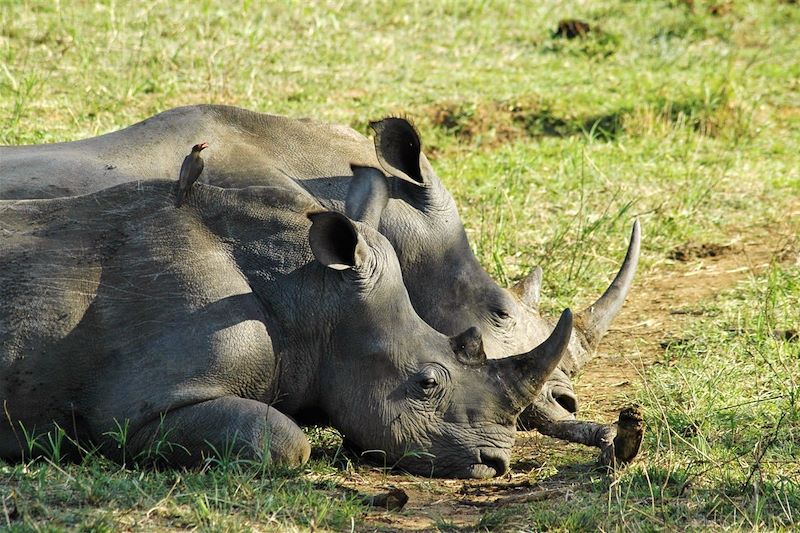 Rhinocéros dans la réserve d'Hluhluwe-Umfolozi - Kwazulu-Natal - Afrique du Sud